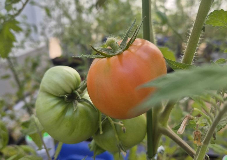 2025  Greenhouse Work at Suwon University Farm
